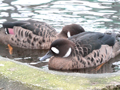 Bronze-winged Duck